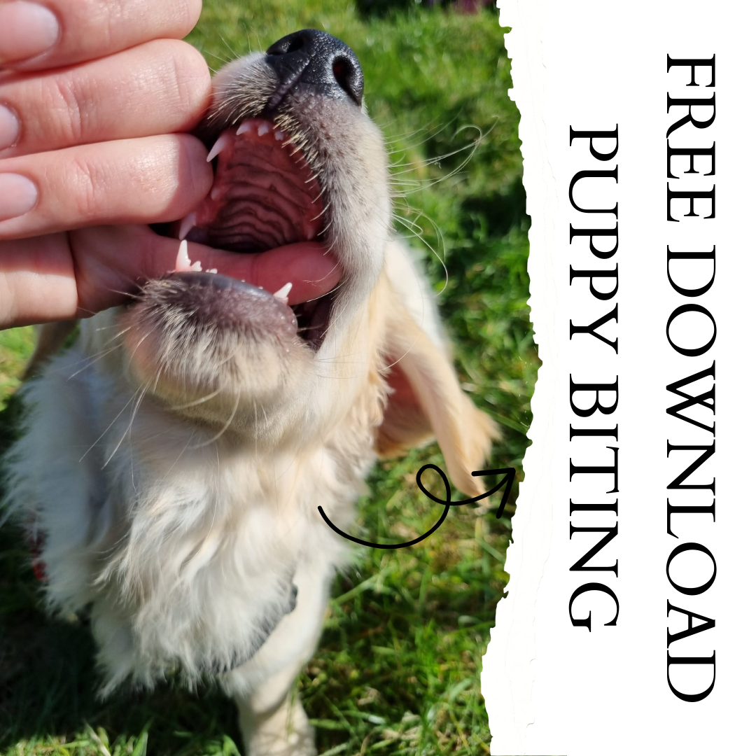 Puppy Biting Tips Debbie Potter Paws Dog Training Bucks