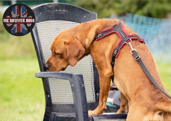 UK Sniffer Dogs - Beginner workshop - Series ONE