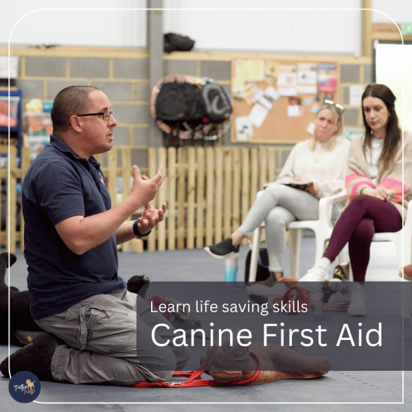 Canine Pet First Aid