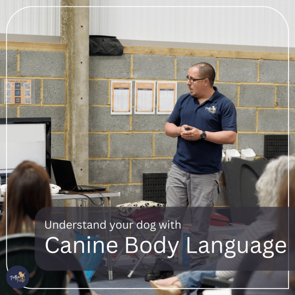 Canine Body Language