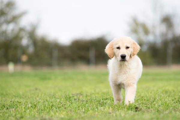 So you are getting a puppy