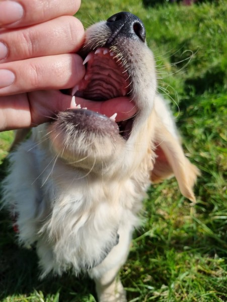 Puppy Biting