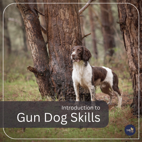 Gundog Workshop