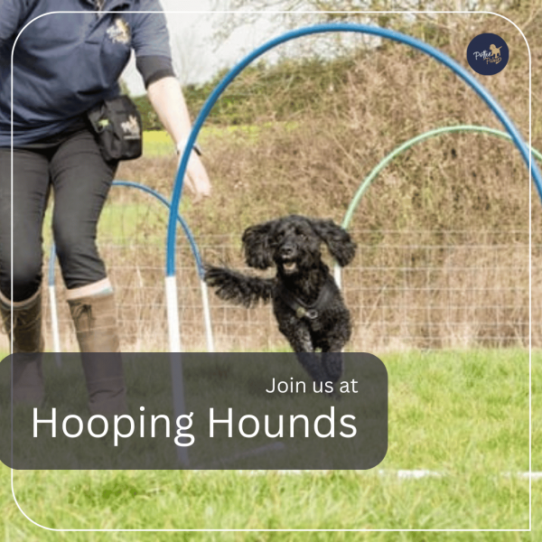 Hooping Hounds (MEMBERS)