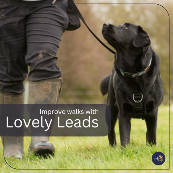 Lead Training Dog Training Potter Paws Buckinghamshire