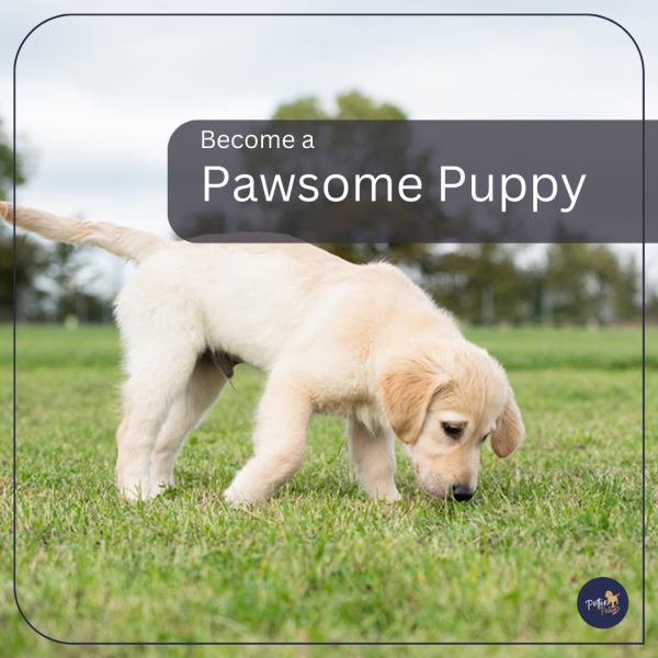 Holly hope sales farm puppies