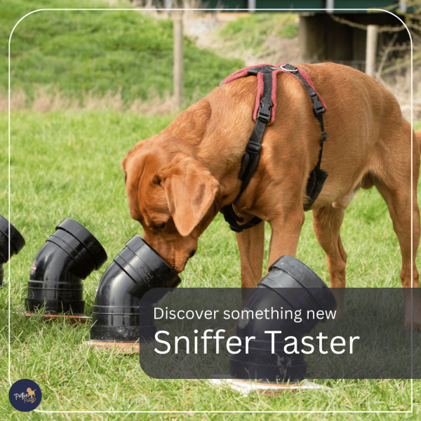 Sniffer Dogs Taster