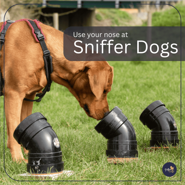 Sniffer Dogs BEGINNERS