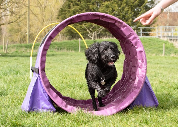 Hoopers dog shop