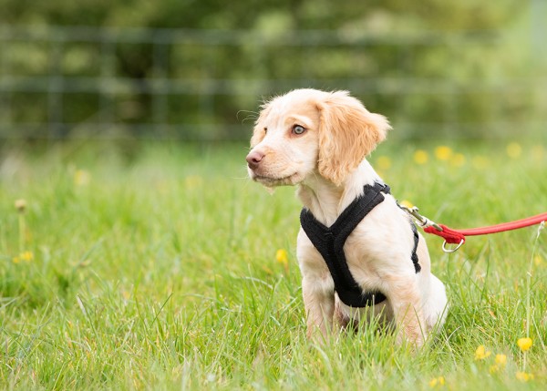 Introduction to Canine Body Language