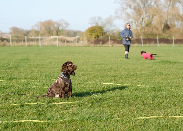 Woof 'n' Wag!