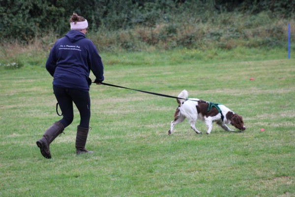 dog tracking for beginners