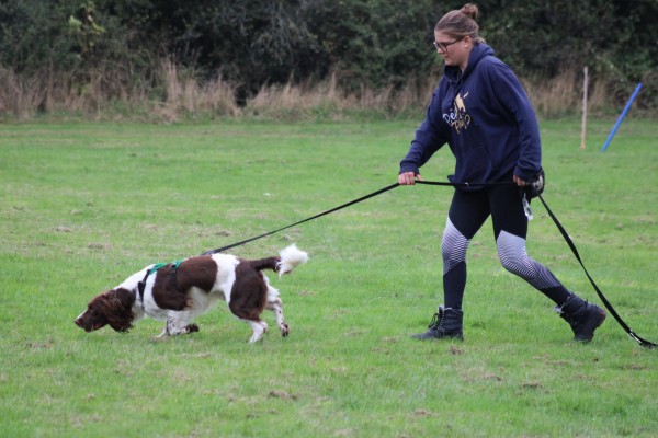 dog tracking for beginners