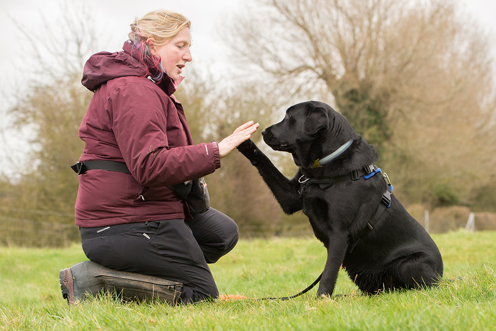 Debbie Potter Dynamic Dog Owner Dog Training Aylesbury