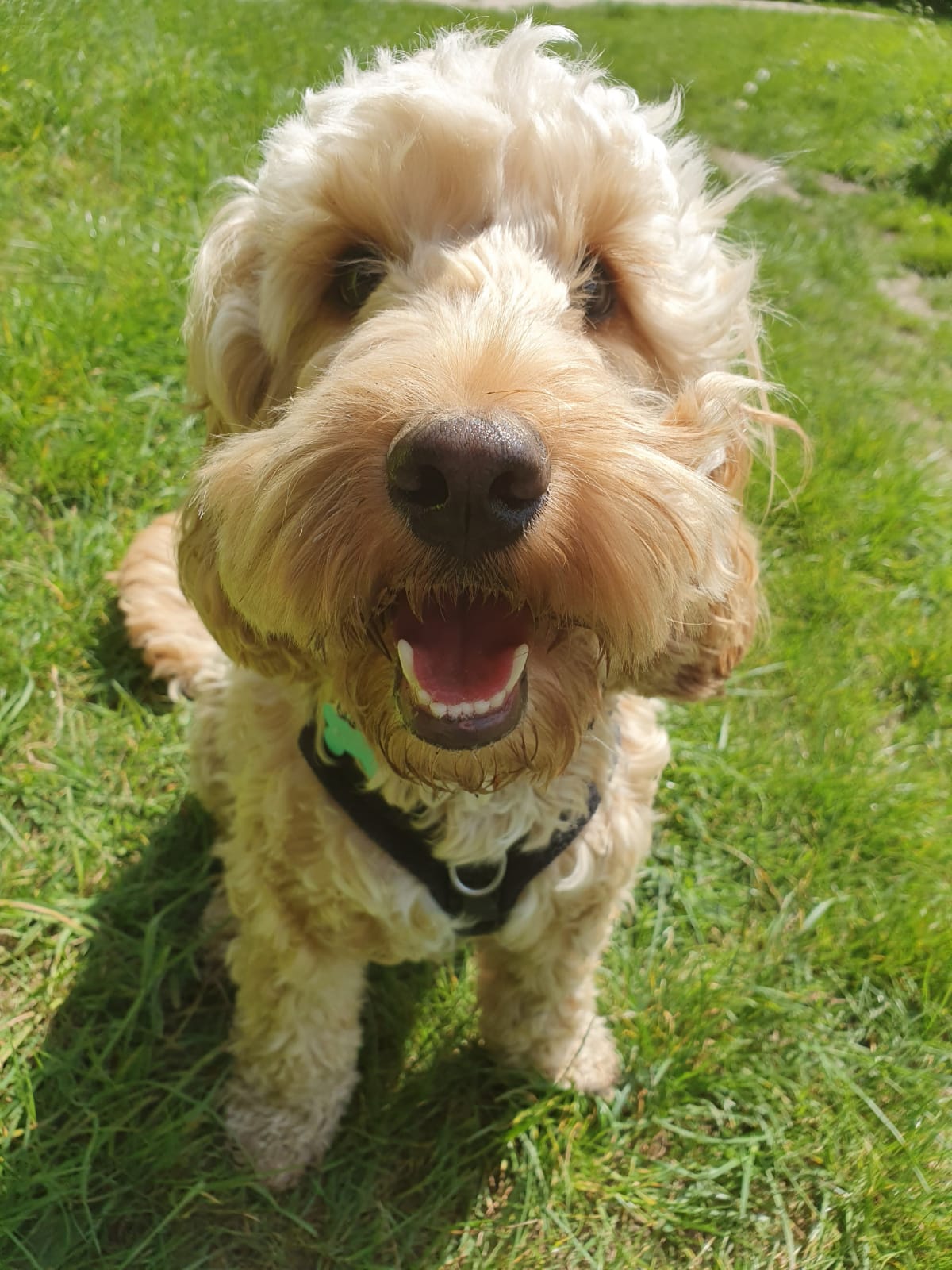 Can I Write Off My Dog Walker