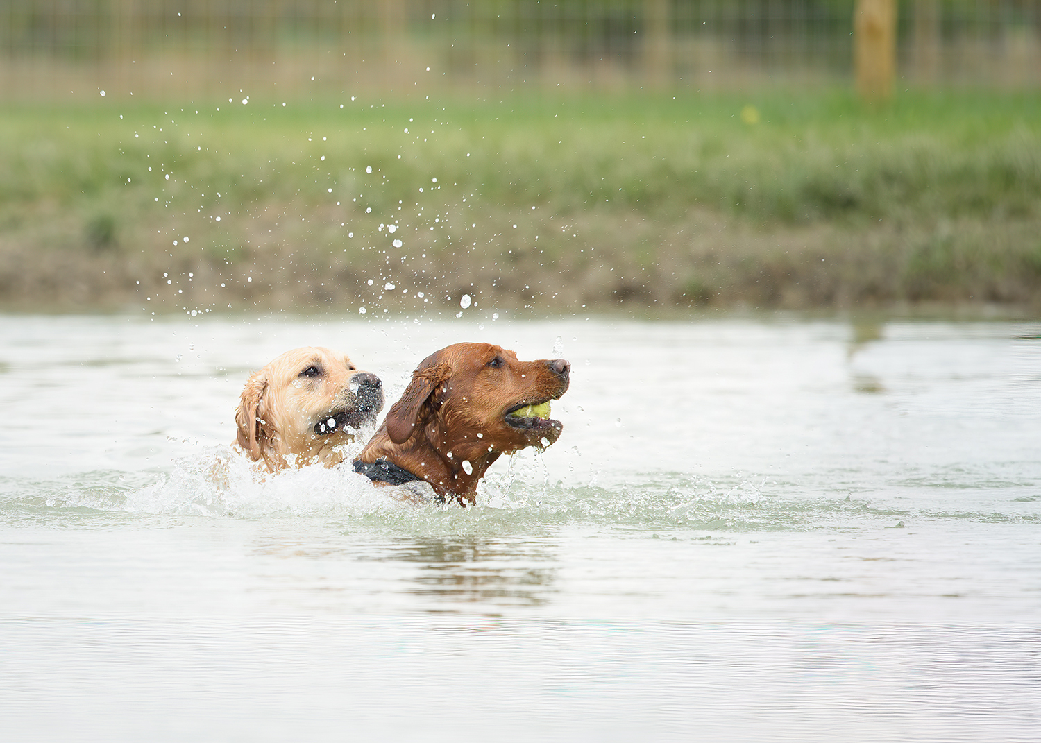 Do labradors like water cheap